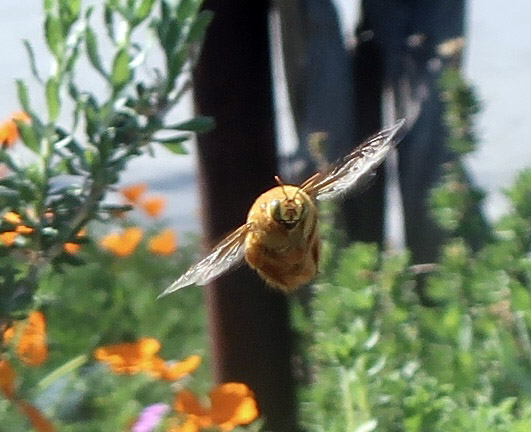 Blond Bumblebee
