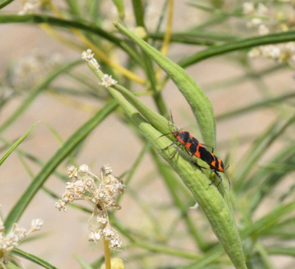 milkweed bugs