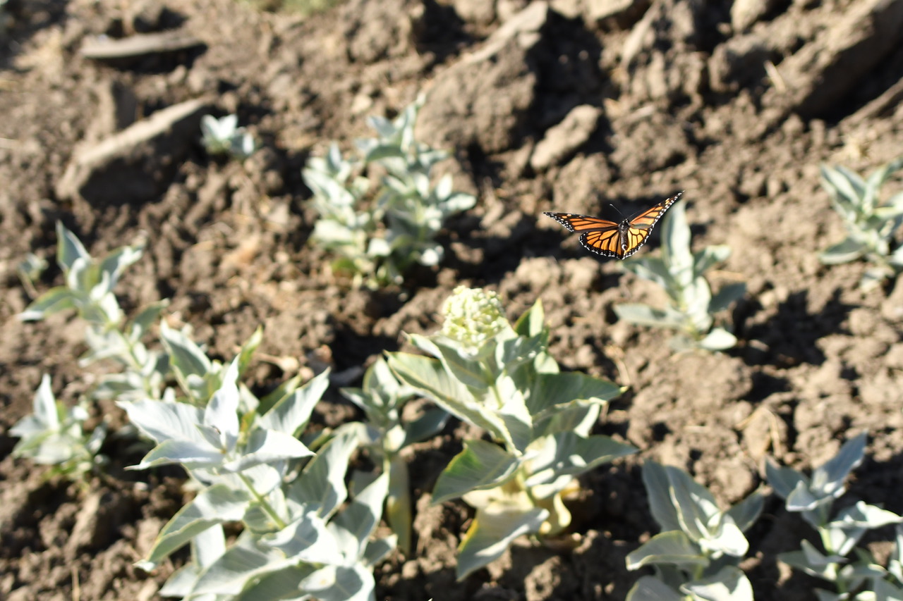 Monarch Butterfly