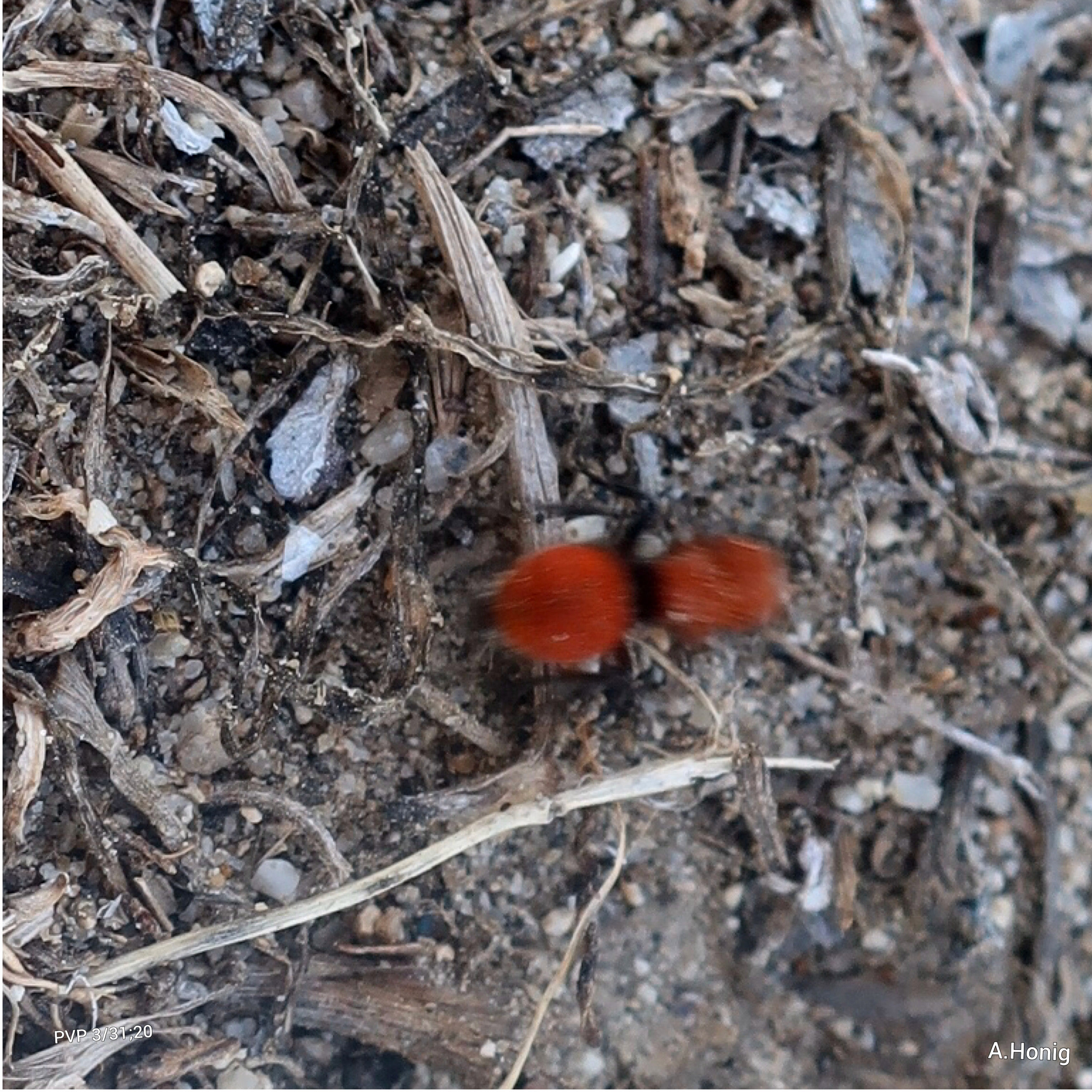 Red Velvet Ant