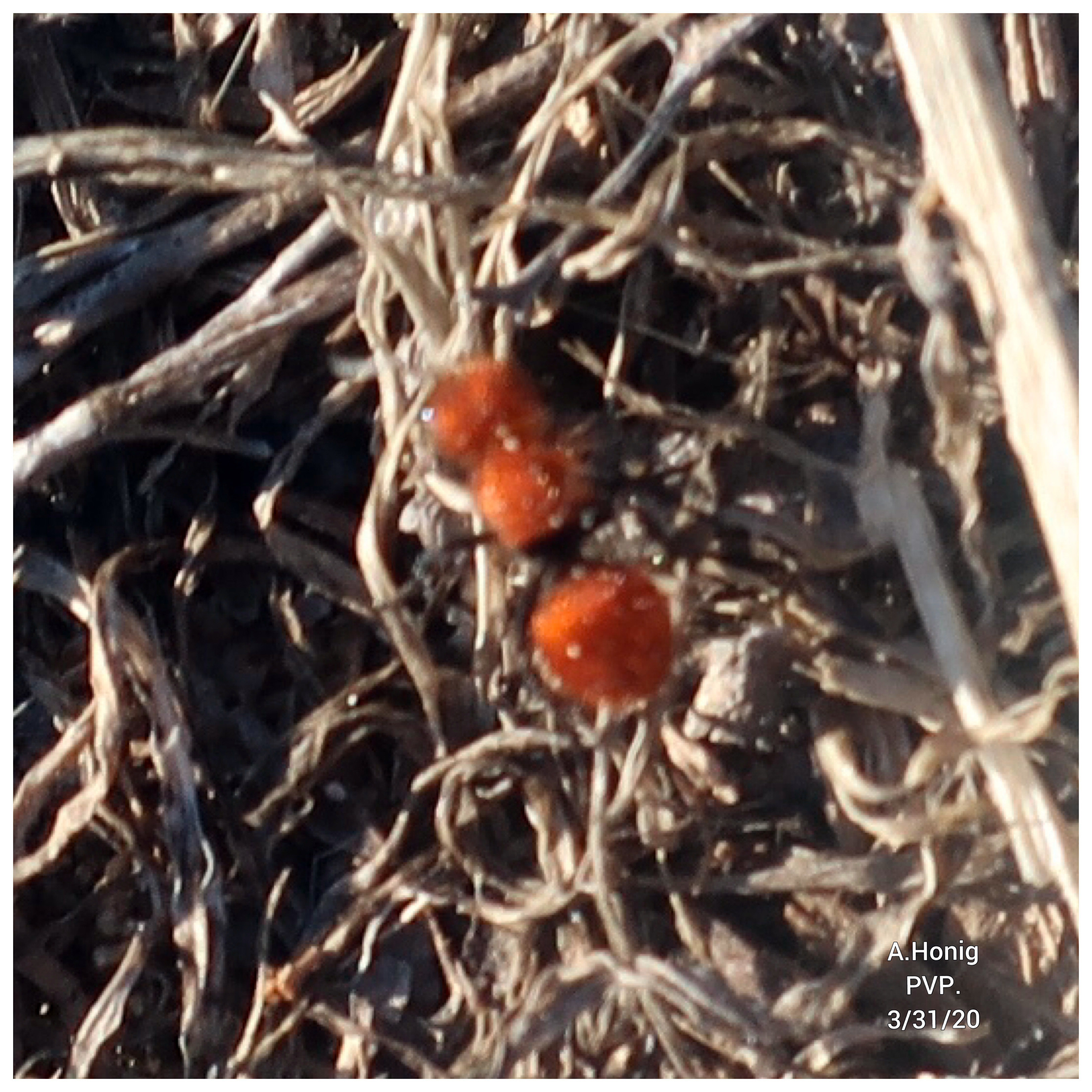 Red Velvet Ant