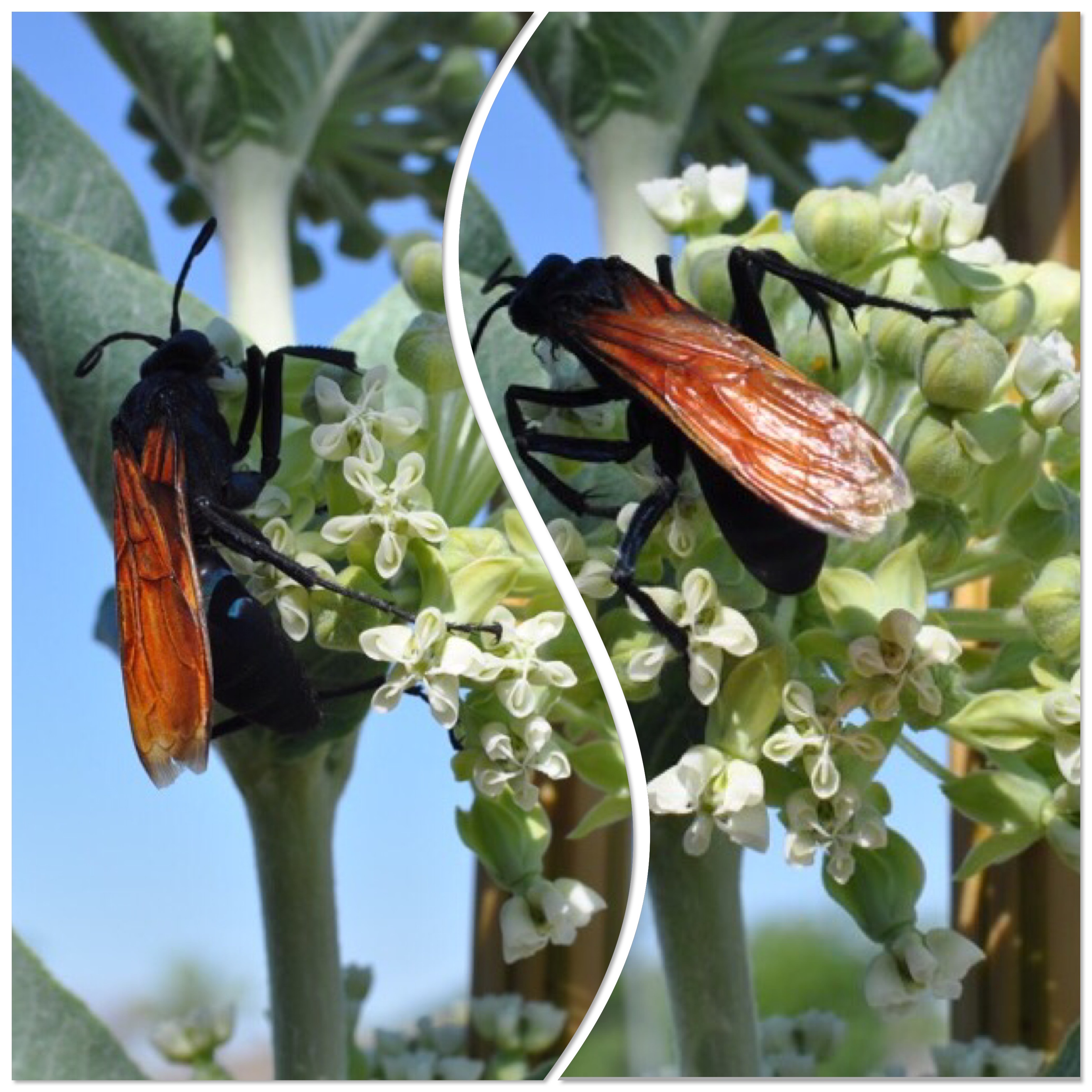 Tarántula Hawk